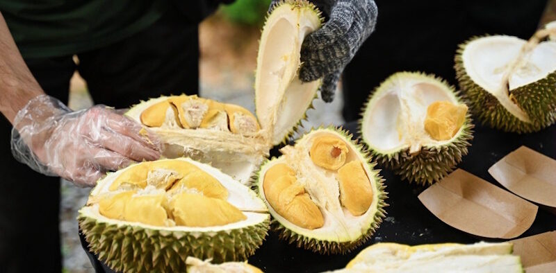 durian palm garden